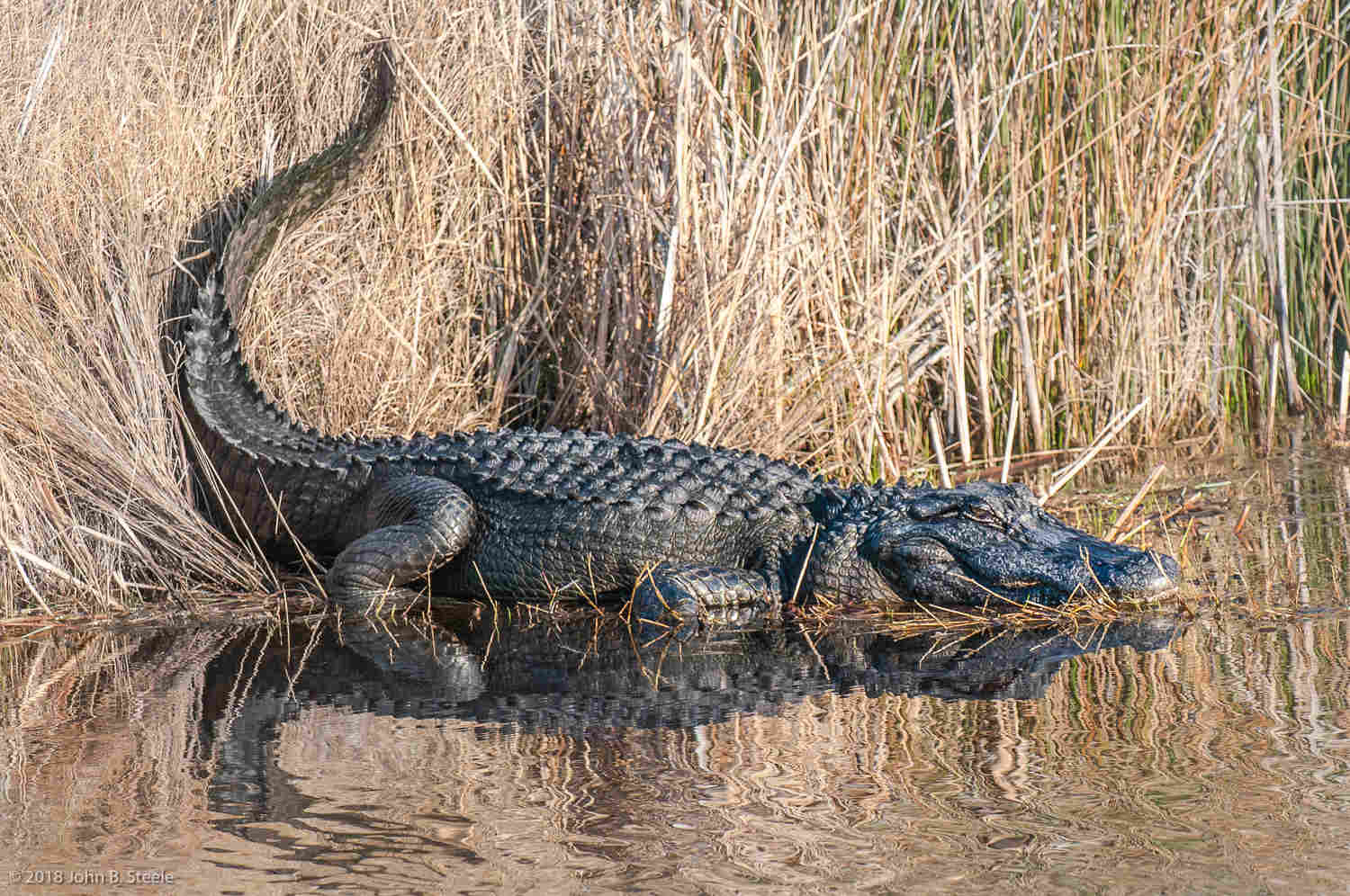 Alligator Safety 
